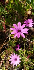 Dimorphotheca