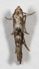 Epermenia albapunctella