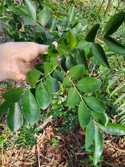 Maclura cochinchinensis