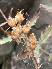 Penstemon richardsonii