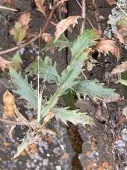 Penstemon richardsonii
