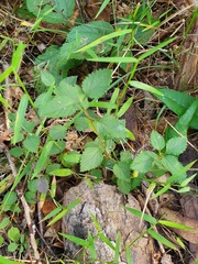 Lantana montevidensis