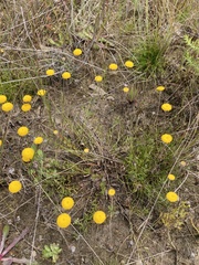 Leptorhynchos squamatus