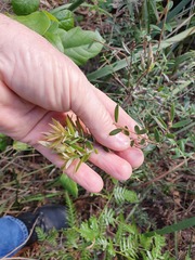 Acrotriche aggregata