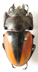 Odontolabis cuvera cuvera