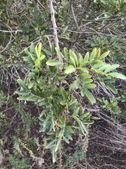 Schinus terebinthifolia