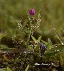 Drosera indica