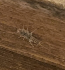 Lepismatidae