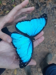 Morpho menelaus