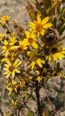 Senecio clivicola