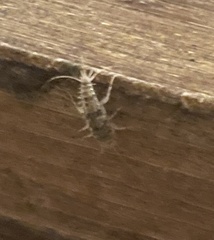 Lepismatidae