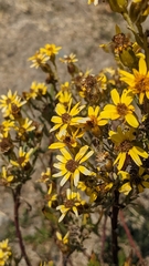 Senecio clivicola