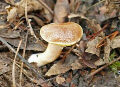 Aureoboletus auriporus
