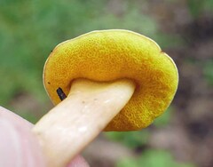 Aureoboletus auriporus