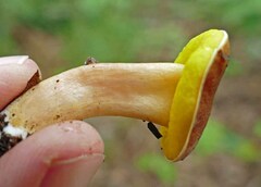 Aureoboletus auriporus