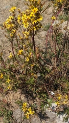 Senecio clivicola