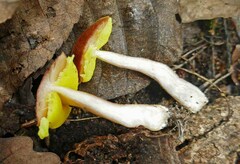 Aureoboletus auriporus