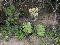 Psacalium peltatum