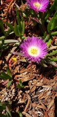 Carpobrotus chilensis
