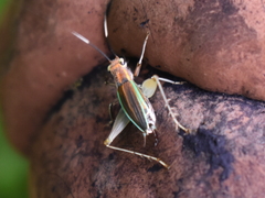 Phylloscyrtus