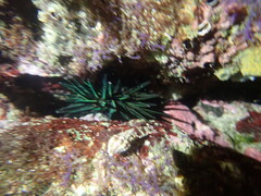 Stomopneustes variolaris