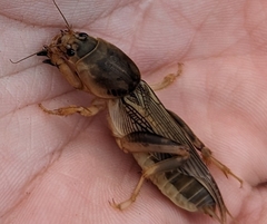 Neoscapteriscus vicinus