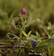 Drosera indica