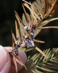 Taxodiomyia cupressi