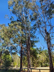 Eucalyptus moluccana