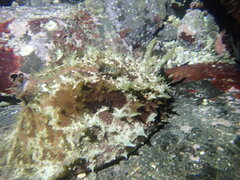 Dolabella auricularia