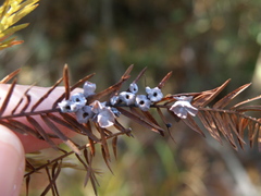 Taxodiomyia cupressi
