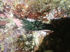 Stomopneustes variolaris