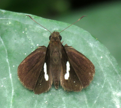Notocrypta paralysos