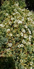 Nolana crassulifolia