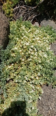 Nolana crassulifolia