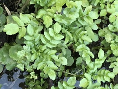 Nasturtium officinale