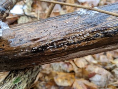 Propolis farinosa