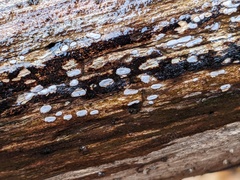 Propolis farinosa