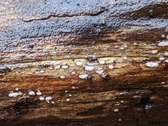 Propolis farinosa