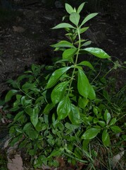 Bouvardia ternifolia