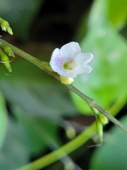 Codonacanthus pauciflorus