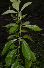 Bouvardia ternifolia