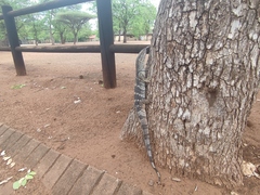Varanus albigularis albigularis