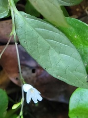 Codonacanthus pauciflorus