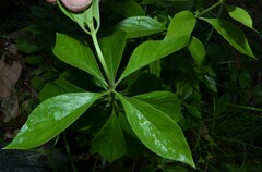 Bouvardia ternifolia