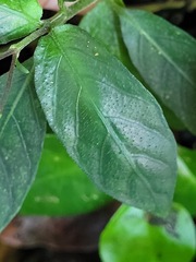 Codonacanthus pauciflorus