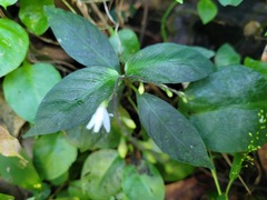 Codonacanthus pauciflorus