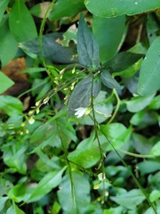 Codonacanthus pauciflorus