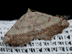 Dissomorphia australiaria