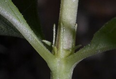 Bouvardia ternifolia